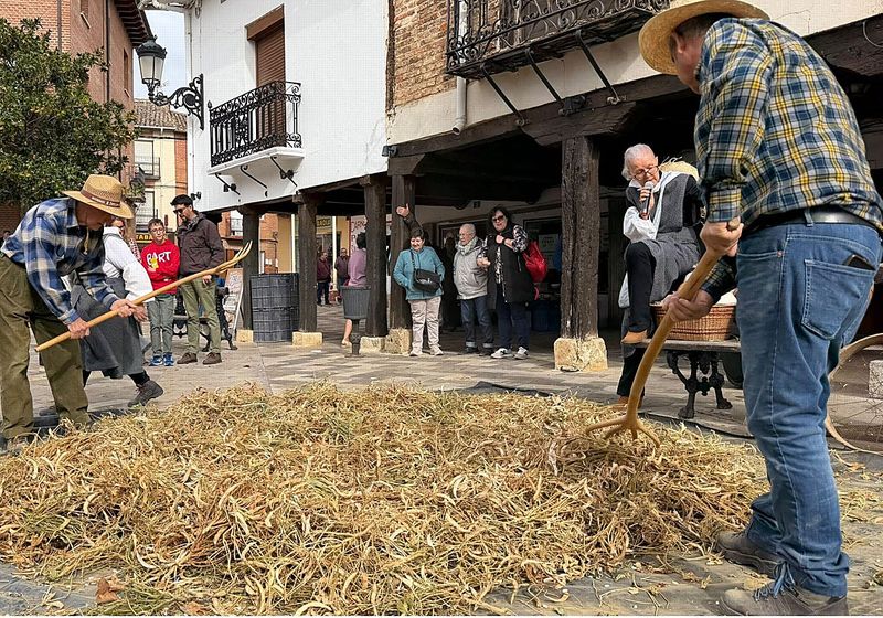 Exhibición del apaleo tradicional de la alubia, el sábado en Saldaña